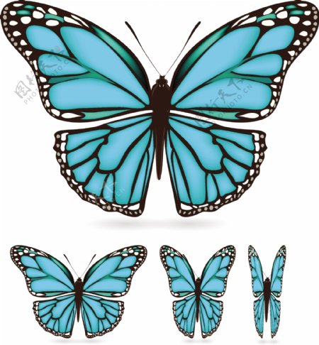 不同颜色的蝴蝶标本03向量