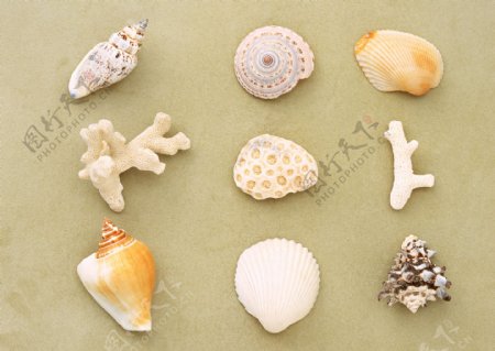 贝壳和珊瑚图片