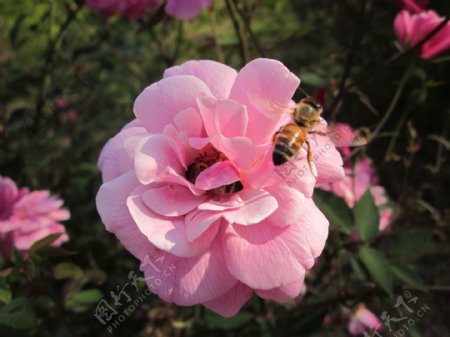 粉红色玫瑰蜜蜂图片