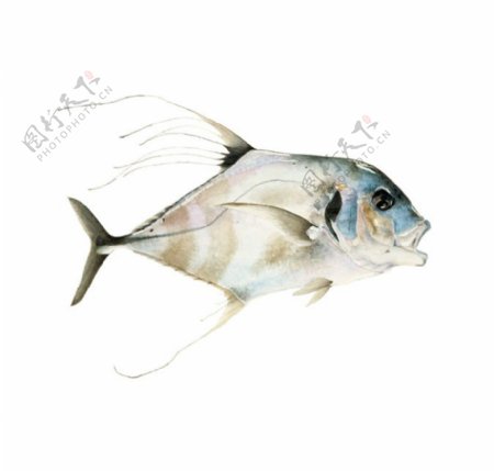 位图艺术效果手绘动物鱼免费素材