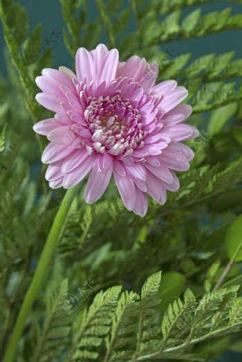 粉色花的植物