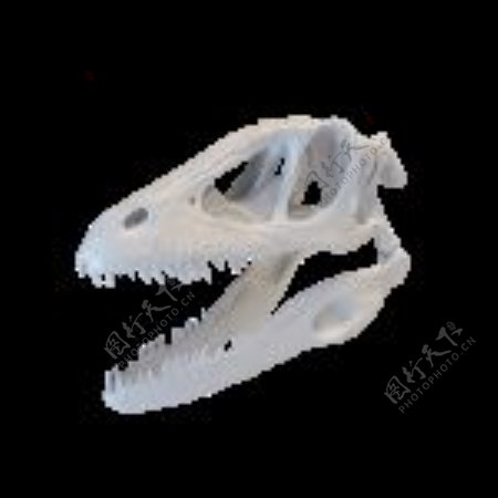 3D恐龙头骨模型
