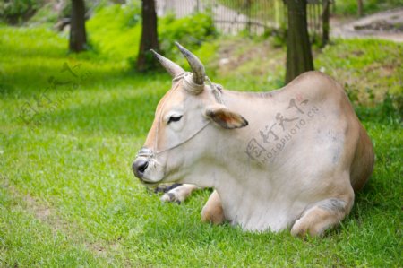 動物表情農場牛家畜羊