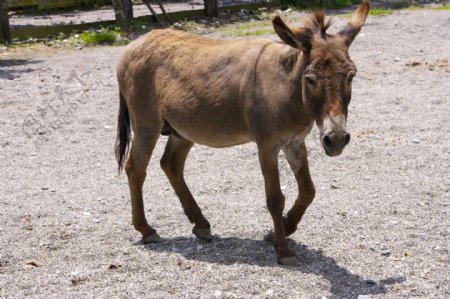 動物表情農場牛家畜羊