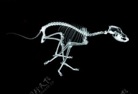 骨骼透视X光抽象科技图片