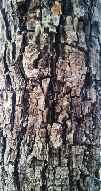 枣树皮树干图片