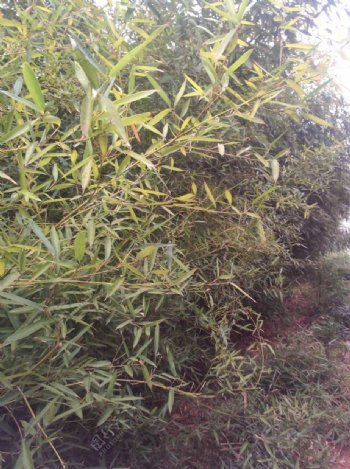 竹子绿化树图片