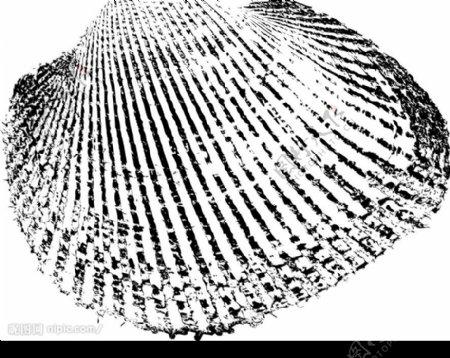 黑白海贝壳图章等图片