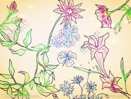 纯手绘的花朵植物线稿笔刷
