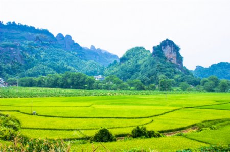 崀山金色田园风光图片