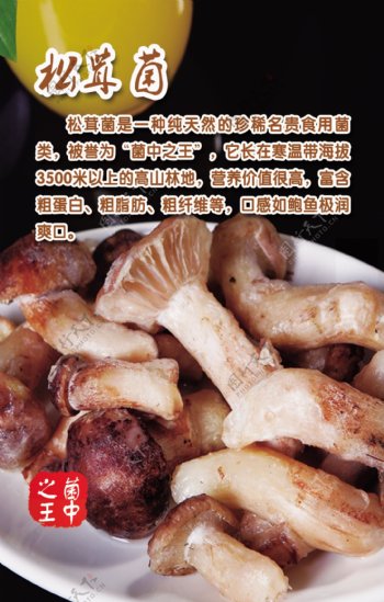 松茸菌菜品美食海报图片