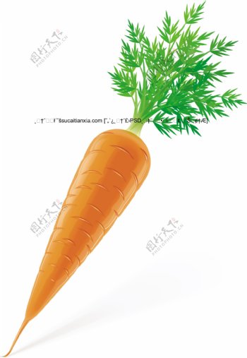 矢量实时上色胡萝卜蔬菜图片