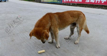 中华田园犬图片
