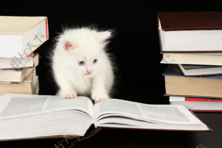 看书的猫咪趣味摄影图片