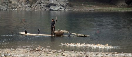 漓江上的渔民图片