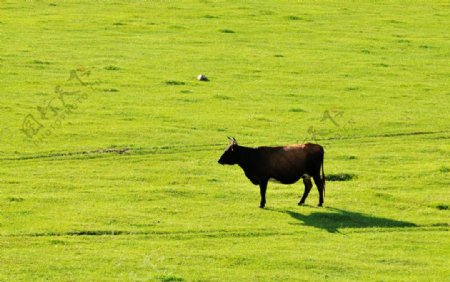 草原红牛图片