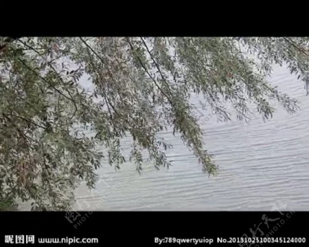 湖水树木视频素材