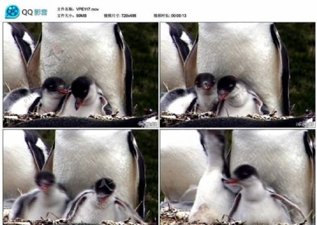 企鹅哺乳视频实拍素材