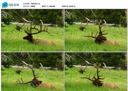 驯鹿麋鹿野生动物视频实拍素材
