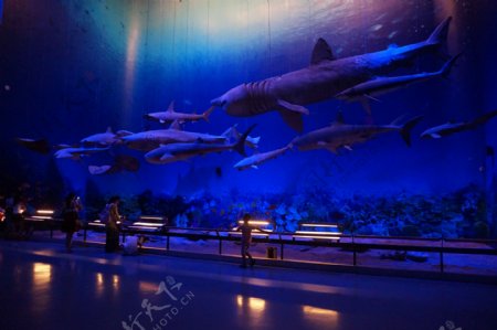 广州博物馆鲸鱼海底世界图片