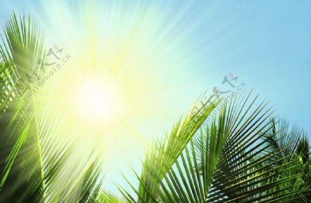 高清植物阳光素材下载图片