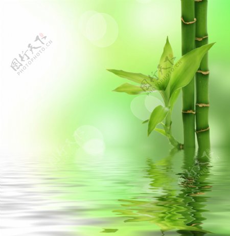水中竹子图片
