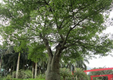 椰树叶子图片