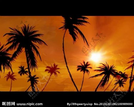 花纹椰树背景视频素材