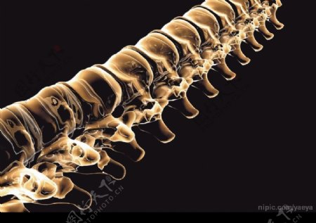 脊椎骨X光图图片