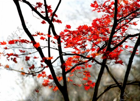 霜叶红于二月花图片