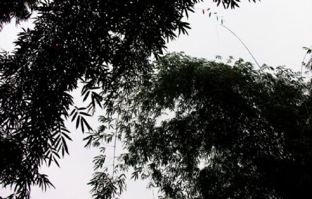 竹林听雨图片