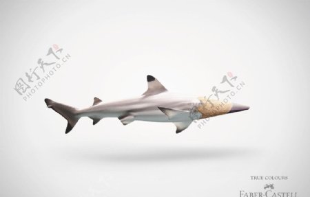 铅笔设计鲨鱼篇图片