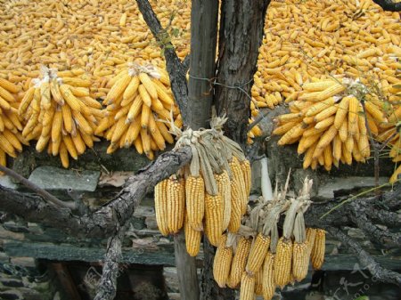 农作物玉米图片