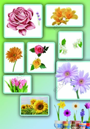 花卉合集图片
