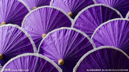 紫伞图片