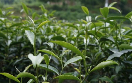 梅占茶叶品种图片