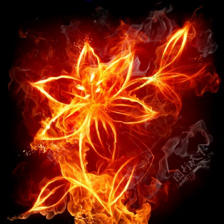 燃烧的花朵图片