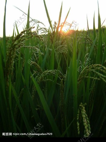 落日下的稻子图片