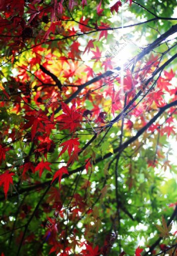 红枫绿叶光影图片