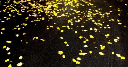 秋雨落叶图片