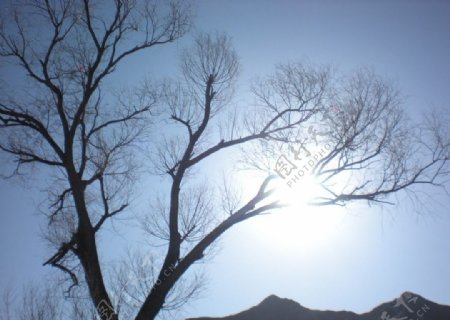 树与太阳图片