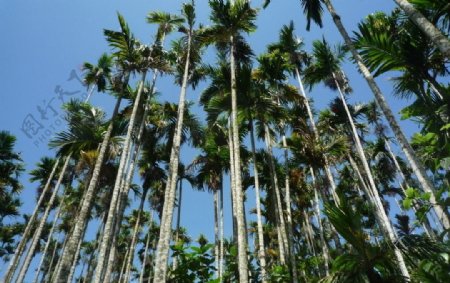 槟榔树蓝天图片