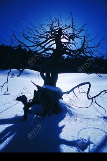 雪地里枯死的老树图片