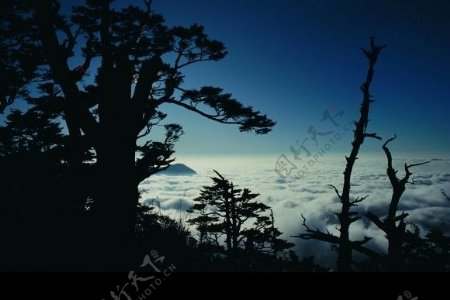 云海树木图片