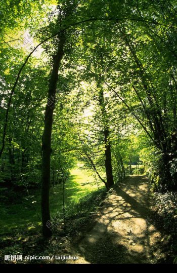 自然写真森林树木林业资源图片