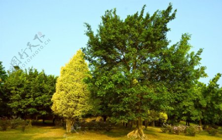 深圳莲花山公园中的两株大树图片