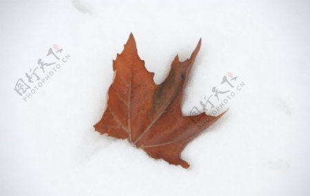 雪中树叶图片