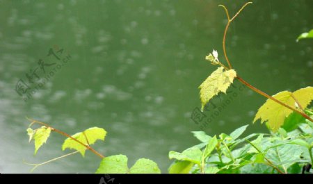 雨季圖片