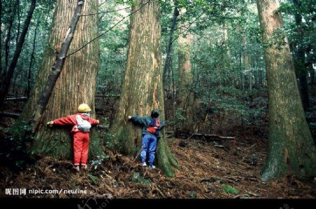 千本山杉樹林图片