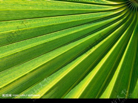 绿意棕榈叶放射感图片